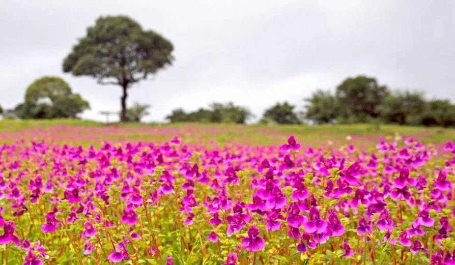 Maharashtra Tour Packages